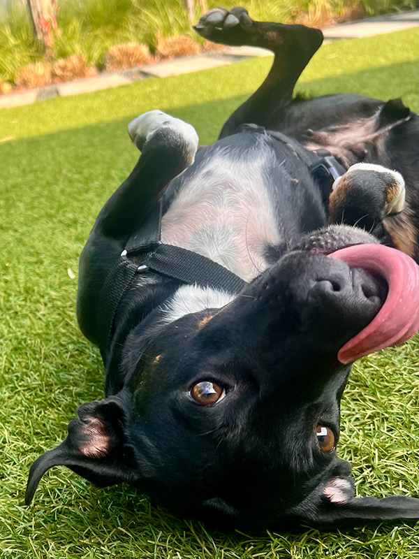 vida adopteren