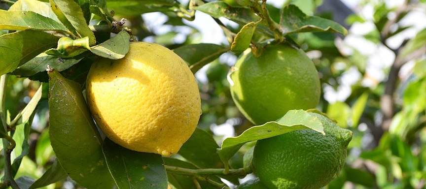 Tips citroen